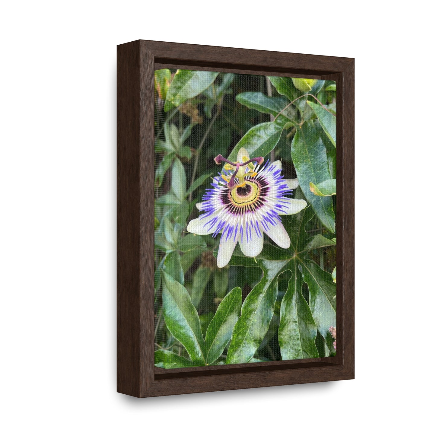 Flower on Vine Canvas Print