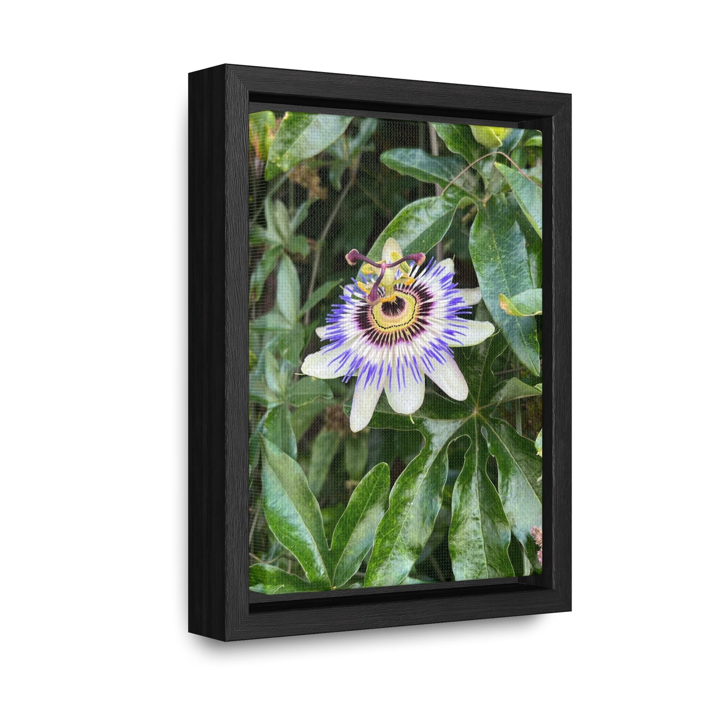 Flower on Vine Canvas Print