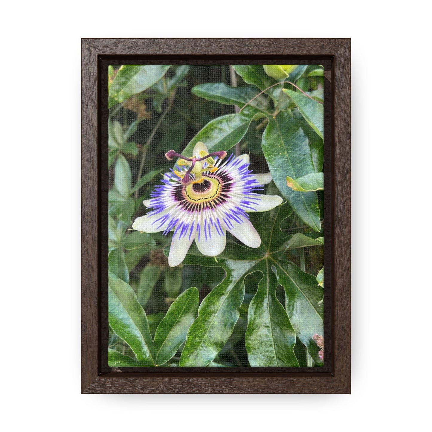 Flower on Vine Canvas Print