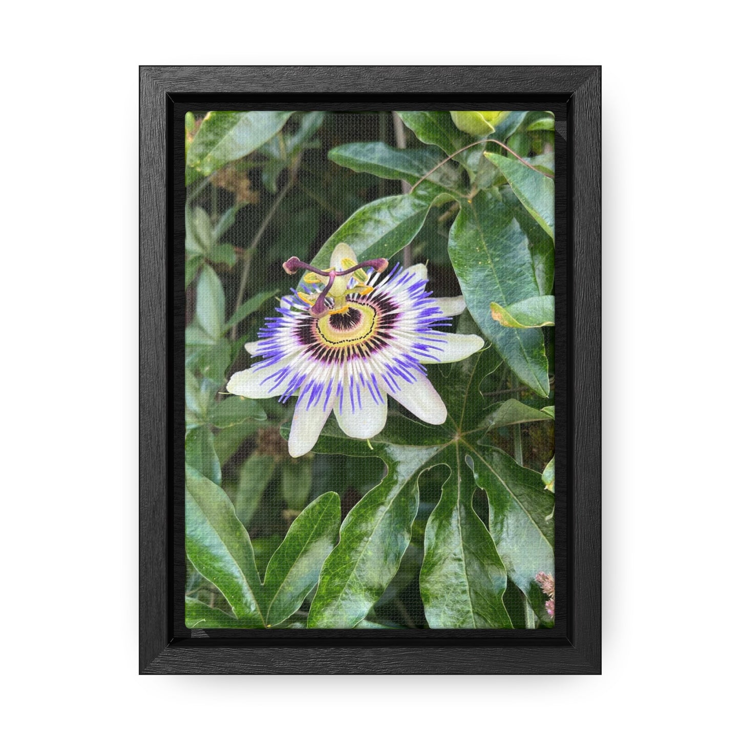 Flower on Vine Canvas Print